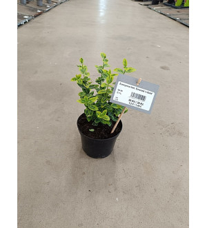 Euonymus fort. 'Emerald 'n Gold' C 1 L